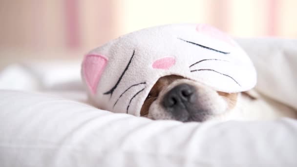 chihuahua σκυλί κοιμάται στο γατάκι μάσκα ύπνου και βρίσκεται στο λευκό κρεβάτι. - Πλάνα, βίντεο