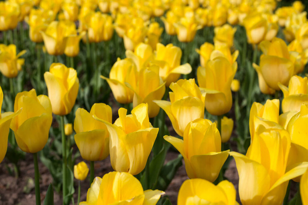 Campo de florecimiento tulipanes amarillos primer plano - Foto, imagen