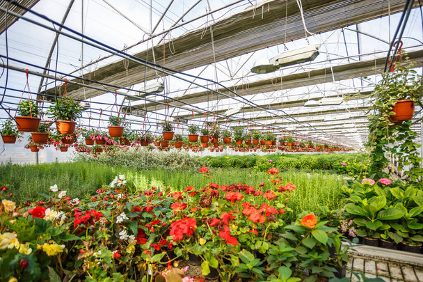rows of young flowers in greenhouse with a lot of indoor plants on plantation - Foto, imagen