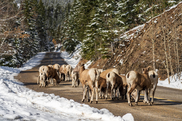 Группа молодых овец Бигхорн (овца и ягненок) на снежной горной дороге. Национальный парк Банф в октябре, Маунт Норки Scenic Drive. Канадские Скалистые горы. - Фото, изображение