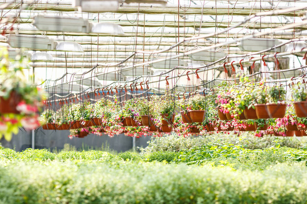 rows of young flowers in greenhouse with a lot of indoor plants on plantation - Foto, immagini