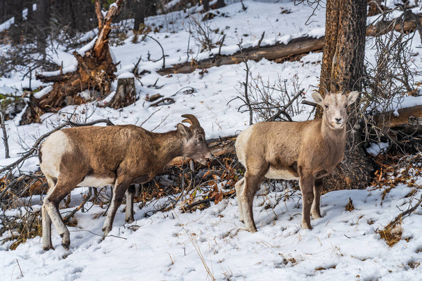 Pair of Young Bighorn Sheeps (ewe and lamb) on the snowy forest. Banff National Park, Mount Norquay Scenic Drive. Canadian Rockies, Canada. - Photo, Image