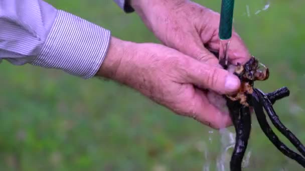 Lavaggio delle radici consolari nell'acqua corrente per scopi medici (Symphytum officinale) - Filmati, video