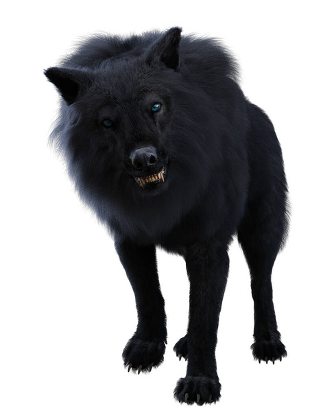 Černý vlk izolovaný na bílém - Fotografie, Obrázek