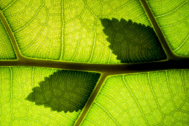 Concepto de conciencia ambiental de la vena verde de la hoja retroiluminada - Foto, Imagen