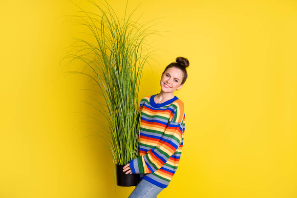 Photo of brown top-knot haired young woman hold pot plant good mood isolated on yellow color background - Fotó, kép