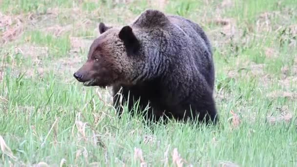Гризли медведь в канадской пустыне - Кадры, видео
