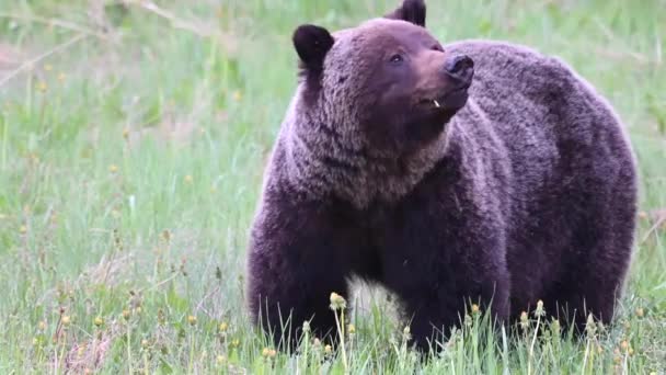 Grizzly bear in the Canadian wilderness - Footage, Video