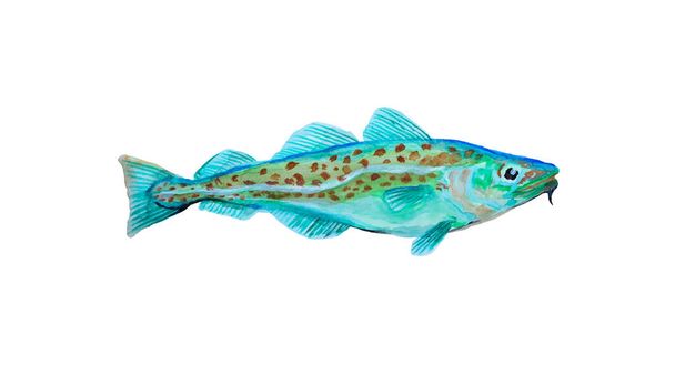 Watercolor painting codfish. Cod atlantic, vector illustration with details and optimized specks to be used in packaging design, decoration, educational graphics, etc. - Vektör, Görsel