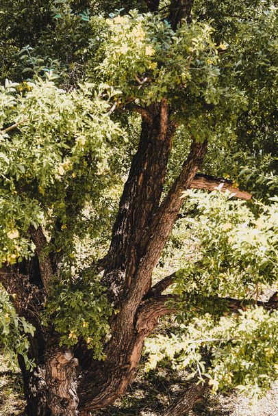 Zbliżenie drzewa latem - Zdjęcie, obraz