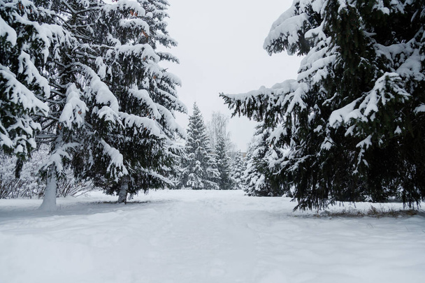 Bosque de Navidad cubierto de nieve. Abeto cubierto de nieve en día nublado - Foto, Imagen