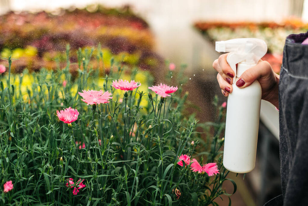 Serada çiçekleri sulayan spreyli bir kadın eli. Bitki bakımı, sağlık, ekoloji. Genç kadın bahçıvan bir serada çalışıyor. - Fotoğraf, Görsel