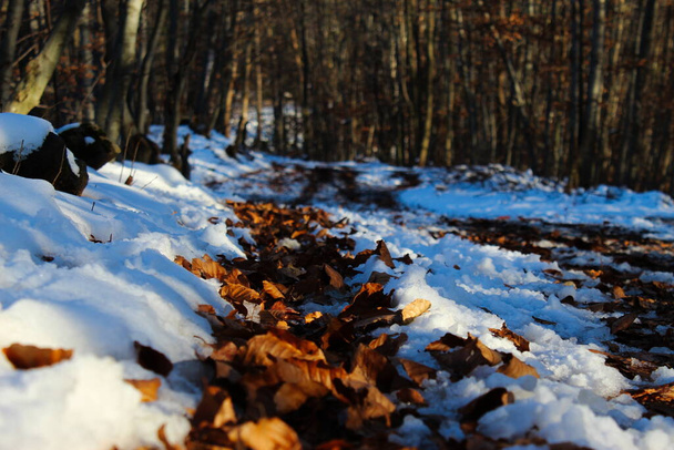 Hojas doradas secas bajo la nieve. No hay nieve donde hay huellas de neumáticos en la carretera forestal en el bosque. Quedan nieve y hojas secas después del otoño. Hojas en invierno. - Foto, Imagen