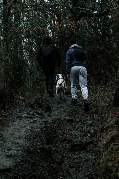 Gli escursionisti avanzano con il loro cane puntatore inglese lungo un sentiero buio circondato da una foresta.Colpo verticale. - Foto, immagini