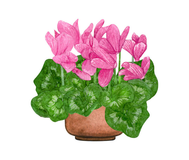 Watercolor illustration of Pink Cyclamen in a pot. Potted houseplants isolated on white. - Photo, Image