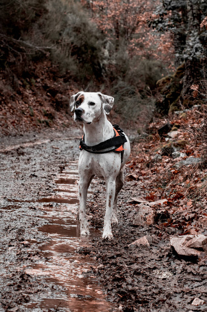 De vrouwelijke Engelse pointer dog kijkt naar het einde van de weg, de hond is op een mooi pad met herfstkleuren. - Foto, afbeelding