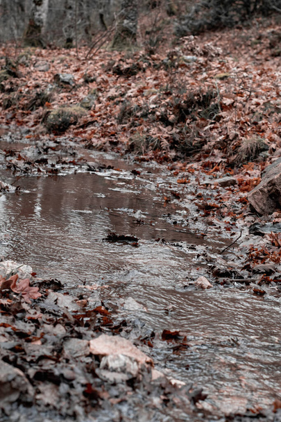 kis patak tele őszi levelekkel - Fotó, kép
