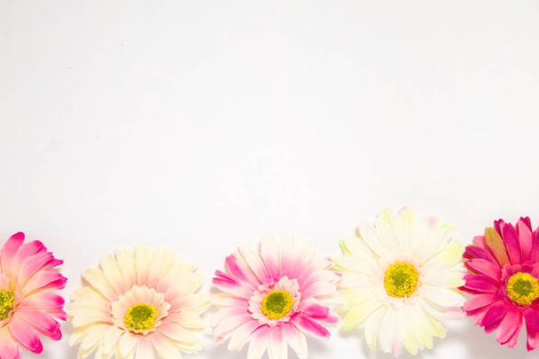 квіти гербери різнокольорові на білому тлі з місцем для тексту
 - Фото, зображення