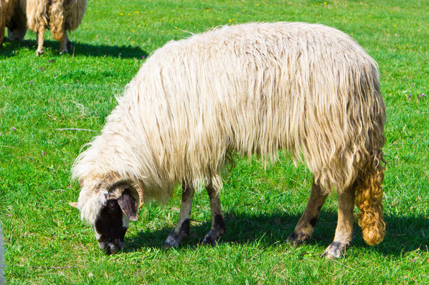 A sheep grazing on field - Photo, Image