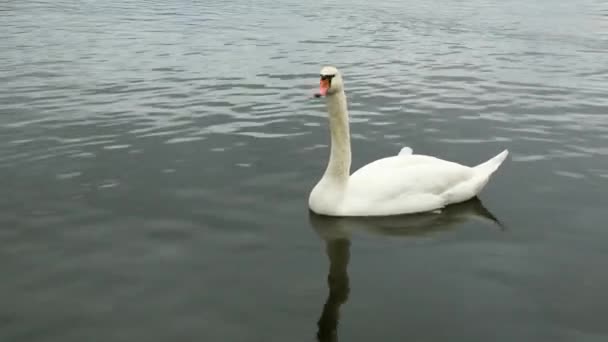 A swan is floating on the river. Graceful birds are a symbol of love. - Footage, Video