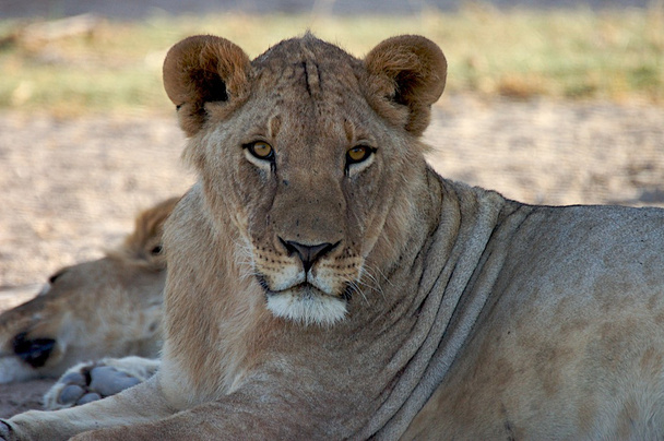 θηλυκό λιοντάρι - Φωτογραφία, εικόνα