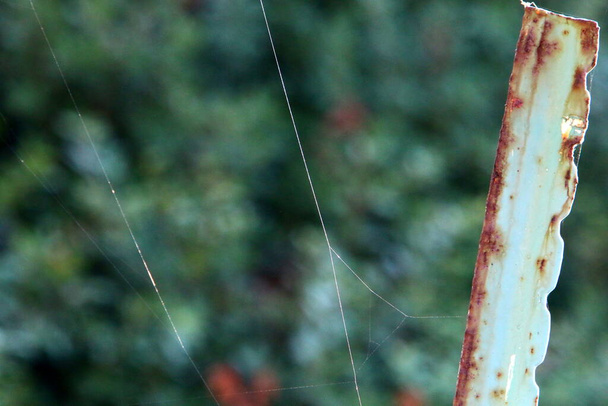 lähikuva hämähäkinverkko kierteet oksat ja lehdet puita. Kuiva talvi Israelissa  - Valokuva, kuva