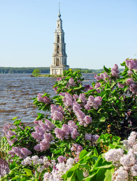 fioritura lilla e campanile della Cattedrale di San Nicola sull'isola alla luce del sole - Foto, immagini