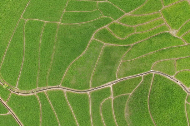 The beautiful landscape of rice fields in Thailand.  - Valokuva, kuva