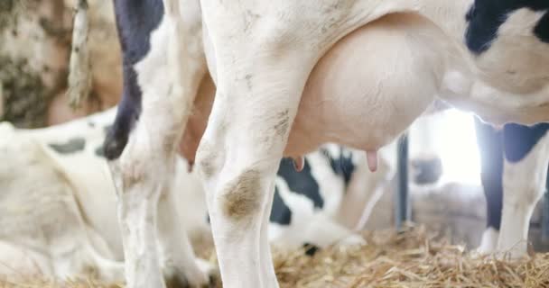Maitomaiset lehmät valmiina lypsämään tilalla. Maidontuotanto. - Materiaali, video