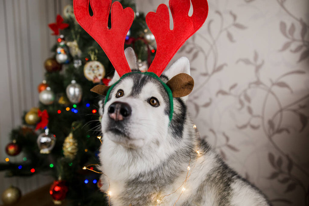 husky dog near the christmas tree in the room - Fotografie, Obrázek