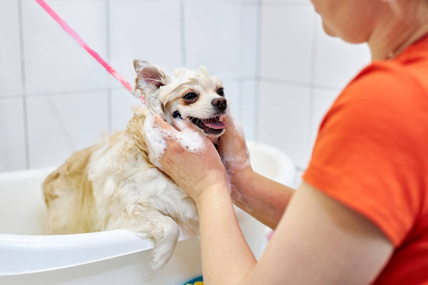 little puppy spitz get used to such procedures, dog pet behaves calmly in contact with water - Photo, Image