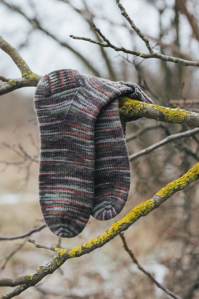 A pair of multicolored hand knitted socks on a tree branch. Natural colors. Rustic background.  - Photo, Image