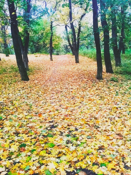 Fond naturel, lumineux parc d'automne couvert de feuilles jaunies  - Photo, image