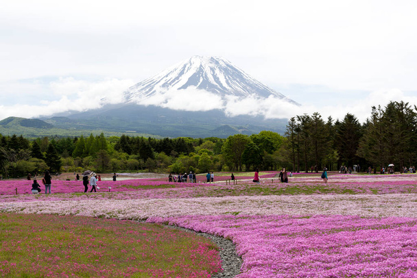 Japán Shibazakura Fesztivál rózsaszín moha Sakurával vagy cseresznyevirágzással a Fujival - Fotó, kép