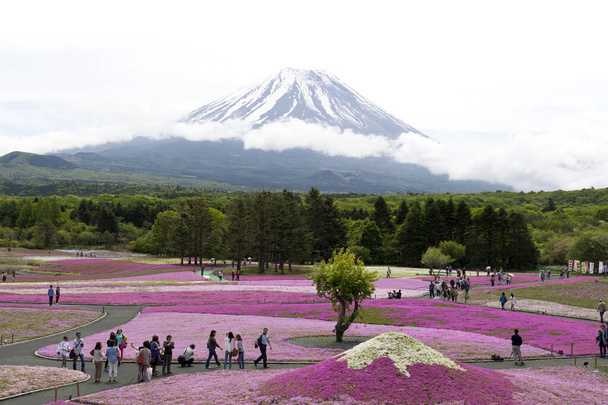 Japan Shibazakura Φεστιβάλ με το πεδίο του ροζ βρύα της Sakura ή άνθη κερασιάς με το βουνό Fuji - Φωτογραφία, εικόνα