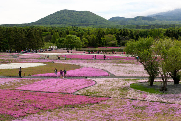 Japán Shibazakura Fesztivál rózsaszín moha Sakurával vagy cseresznyevirágzással a Fujival - Fotó, kép