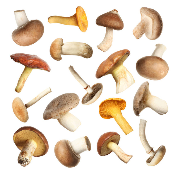 Set of different fresh mushrooms on white background - Foto, afbeelding