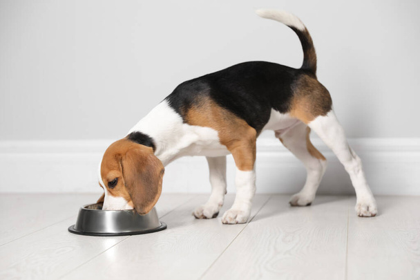 Cute Beagle puppy eating near light wall indoors. Adorable pet - Photo, image