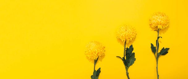 Leuchtende Blütenblätter üppiger Chrysanthemen auf gelbem Hintergrund mit Kopierraum. Bannerrahmen mit Blumen im minimalistischen Stil. Goldene Tapete. Köstliches Aroma der Pflanze. Hallo Frühling, Sommerzeit. Drei. - Foto, Bild