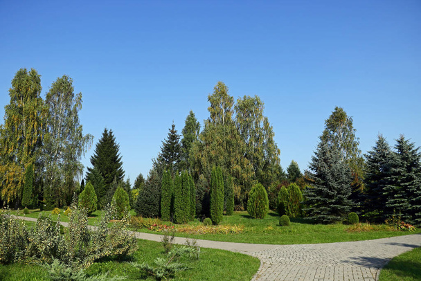 Yürümek için patikaları olan yeşil genç parkın manzarası - Fotoğraf, Görsel