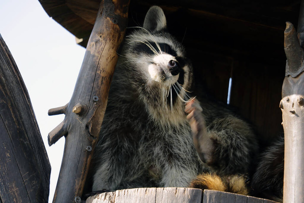 Un mapache se sienta en una casa de madera y se rasca la oreja - Foto, Imagen