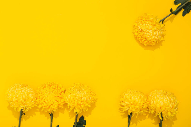 Φυσίγγια χρυσάνθεμα σε κίτρινο φόντο με χώρο αντιγραφής. Πλαίσιο banner με πλούσια λουλούδια σε μινιμαλιστικό ύφος. Χρυσή ταπετσαρία. Υπέροχο άρωμα. Γεια σου άνοιξη, καλοκαίρι. Επαγγελματική κάρτα διακοπών. - Φωτογραφία, εικόνα
