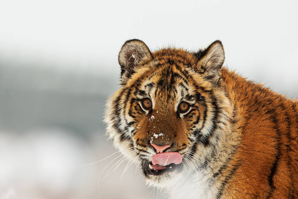 Tigre sibérien Panthera tigris tigris portrait rapproché de la tête alors qu'il lèche - Photo, image