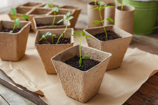 Plants seedlings in peat pots on table - Photo, Image