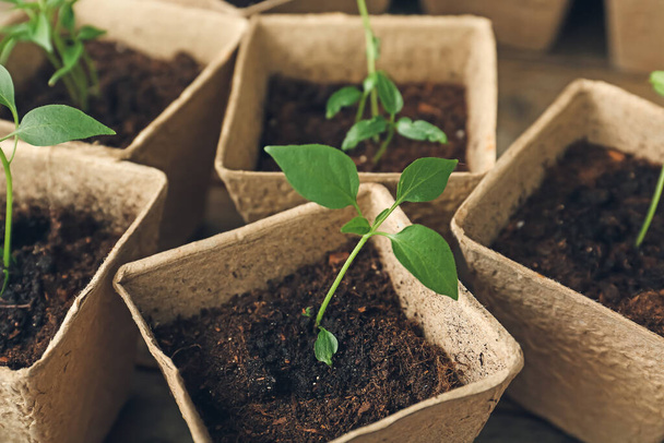 Plants seedlings in peat pots on table - Photo, Image