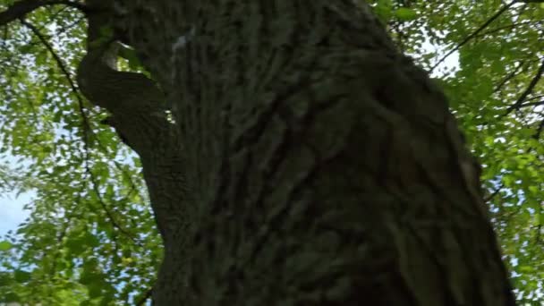spodní pohled na stromy a větve s listy proti obloze - Záběry, video