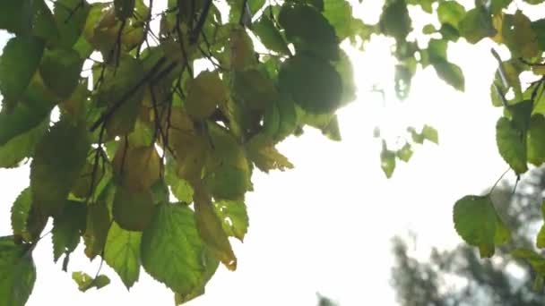 a fák, ágak és levelek alsó nézete az őszi parkban az ég ellen - Felvétel, videó