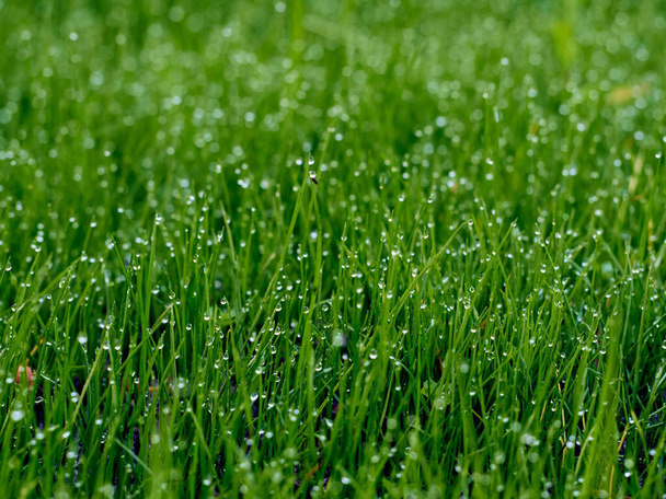 Drops of dew on the grass in defocus - Photo, Image