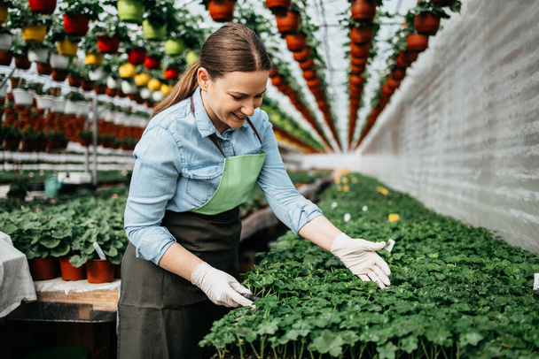 Happy and positive young adult woman working in greenhouse and enjoying in beautiful flowers. - Φωτογραφία, εικόνα