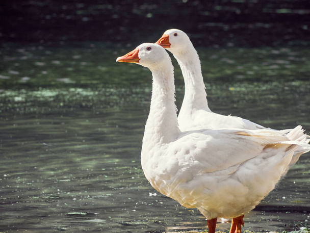 White geese in the river - Photo, Image